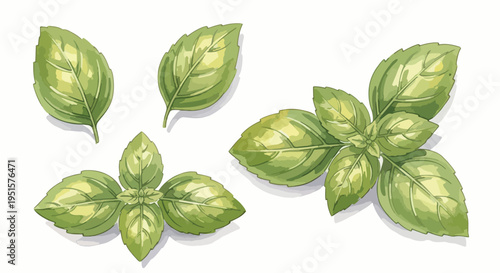 Illustration of green basil leaves on a white background, with a minimalist composition and a fresh, natural mood.