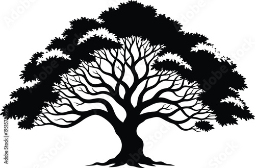 a detailed black and white illustration depicts a large mature tree with a full canopy and visible branching structure showcasing natural forms
