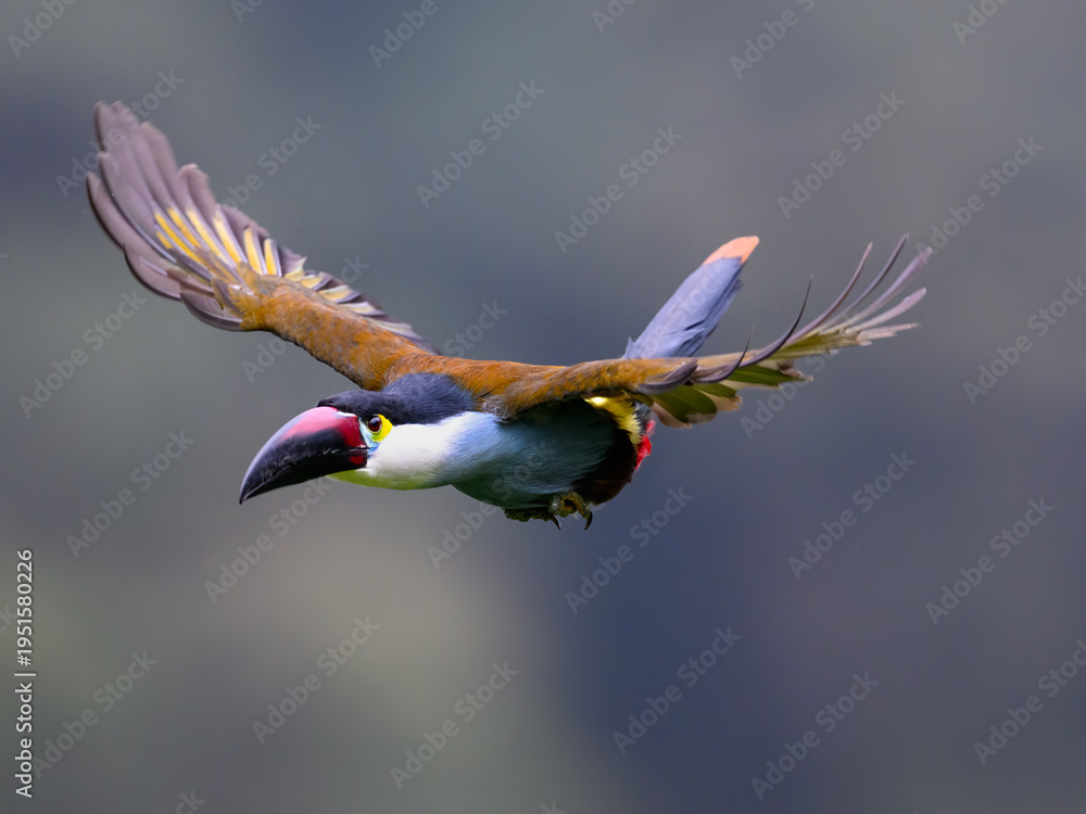 Naklejka premium Black-billed Mountain-Toucan Flying Through Tropical Cloud Forest Habitat
