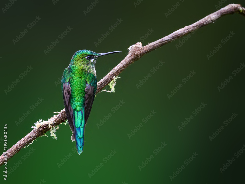 Obraz premium Female Long-tailed Sylph Hummingbird Perched on Mossy Branch