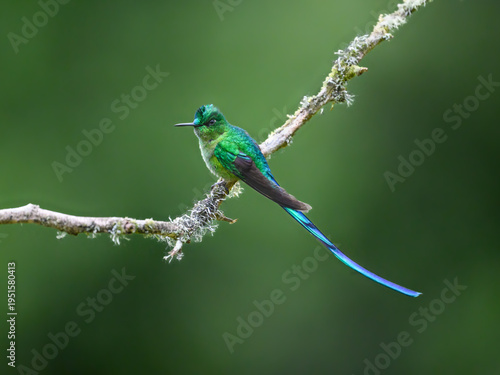 Male Long-tailed Sylph Hummingbird Perched on Lichen Covered Branch