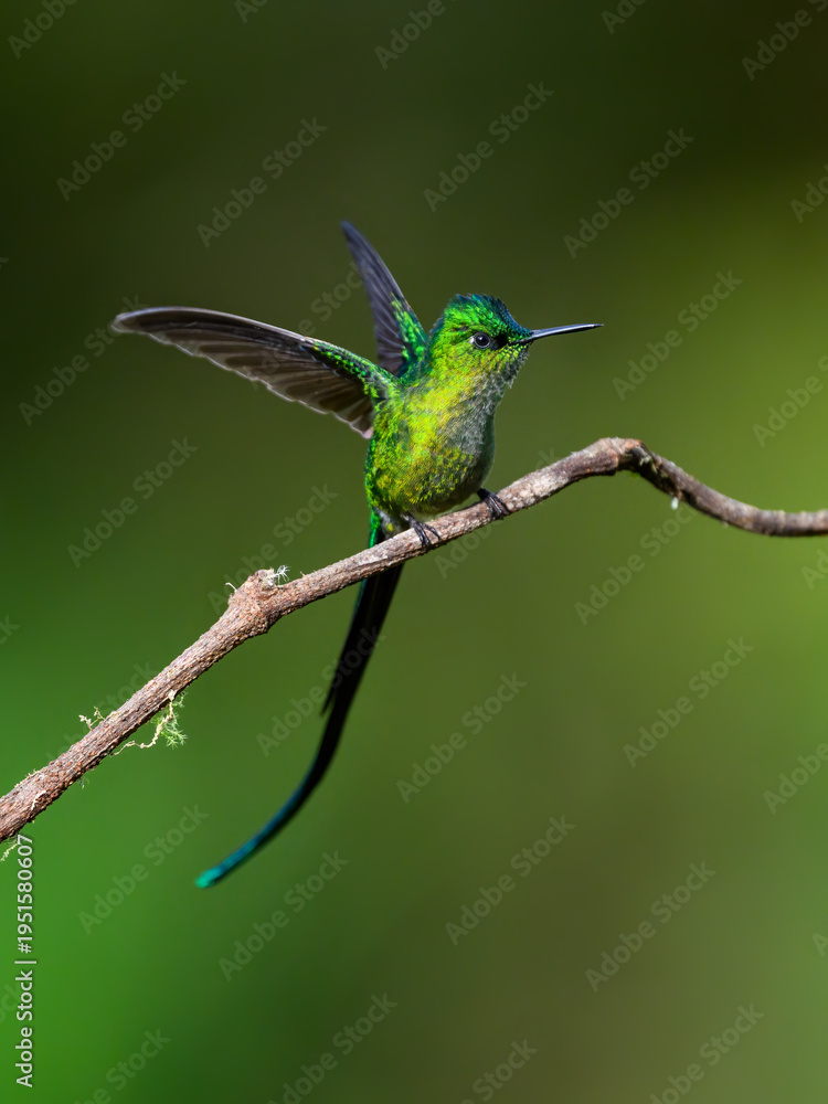 Fototapeta premium Long-tailed Sylph Perched on Branch with Wings Open