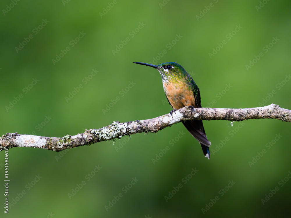Obraz premium Female Long-tailed Sylph Perched on Mossy Branch in Rainforest