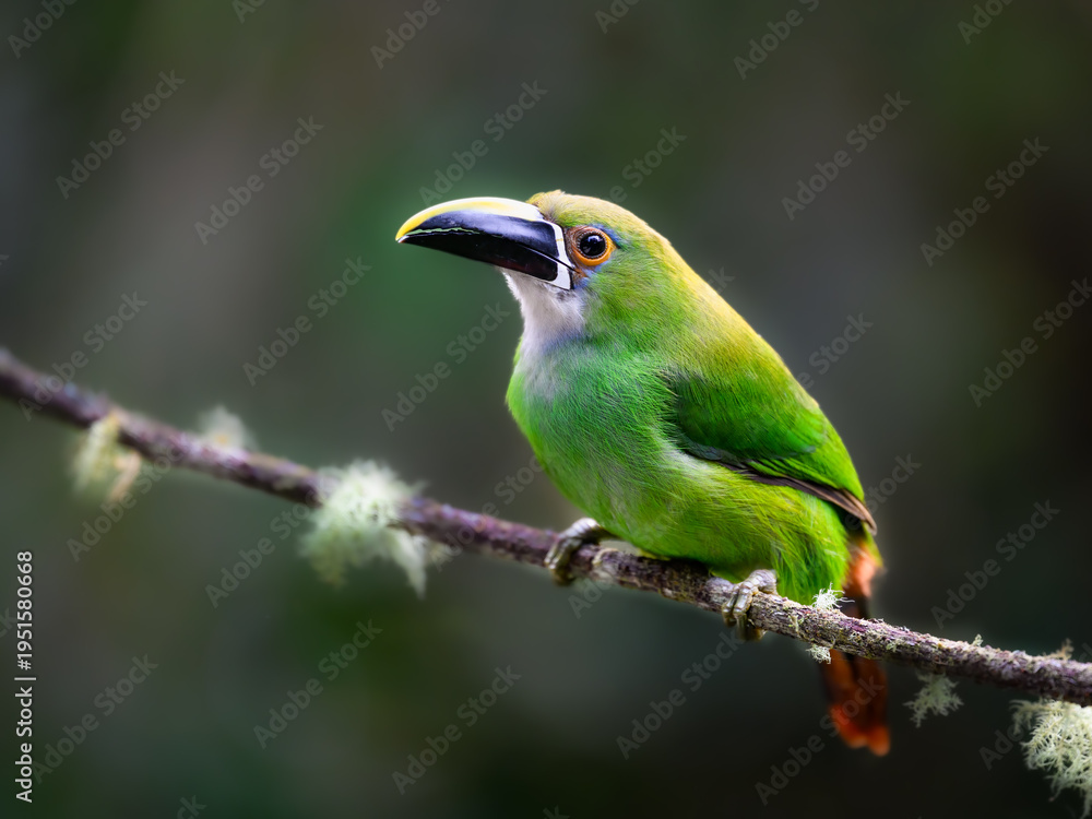Naklejka premium Southern Emerald-Toucanet Perched on Mossy Branch in Cloud Forest