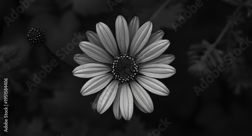 monochrome botanical photo emphasizing flower symmetry and texture
