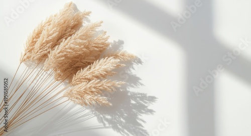 Light and airy dried floral display of bunny tail grass on pristine white surface with shadows
