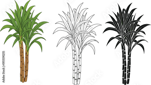Sugarcane plant vector set with green leaves and stalks featuring hand drawn colored line art and black silhouette icon versions