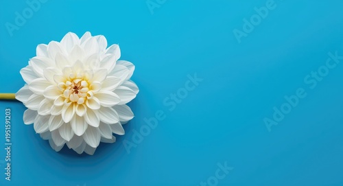 A white dahlia flower with intricately detailed petals positioned on a brilliant blue backdrop