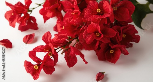 Red bougainvillea floral arrangement on a neutral white backdrop