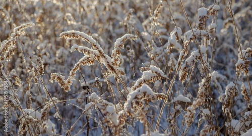Snow coated reed heads and ...