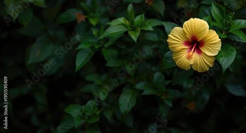 Lush garden background high...