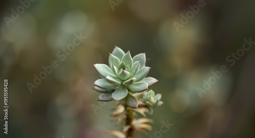 Attractive succulent in sha...
