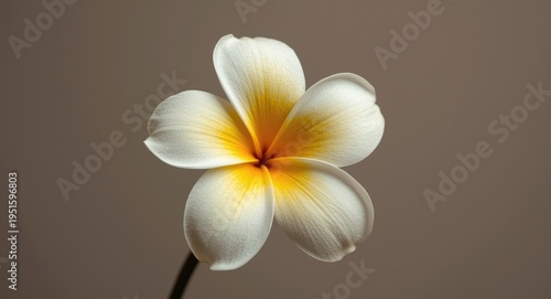Fresh Tiare flower featurin...