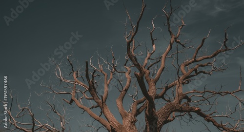 Old dead tree showing stark...