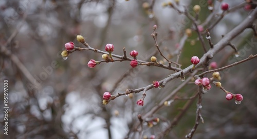 Bare branches with swelling...