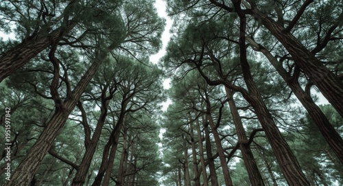 Norfolk pine trees showcasi...