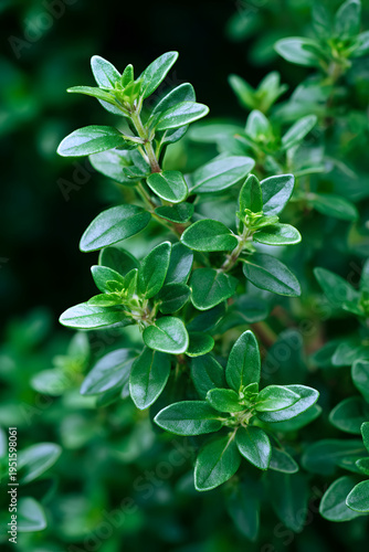 Fresh green thyme plant growing in an organic herb garden. Close-up shot of the vibrant leaves and stems, perfect for culinary use and healthy cooking ingredients in a natural setting outdoors.