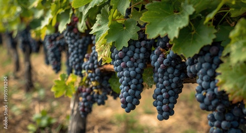 Full harvest of Pinot Noir ...