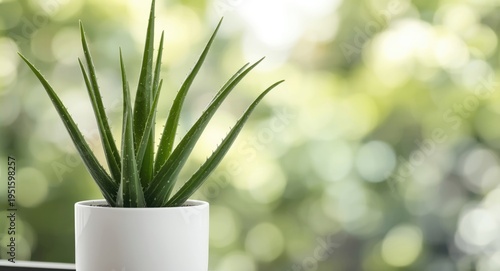 Healthy aloe vera greenery ...