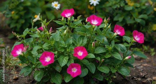 Healthy pink morning glory ...