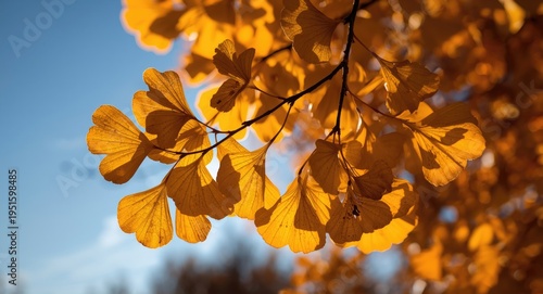 Luminous ginkgo leaves in a...