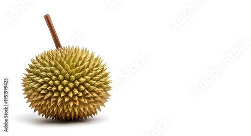 Exotic tropical durian isol...