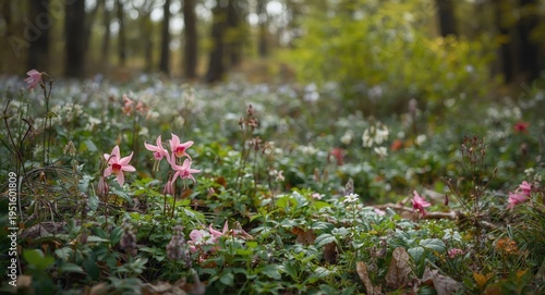 Pink columbine blooms bring...