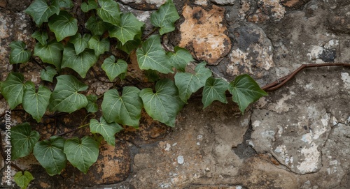 Leafy plant vine spreading ...