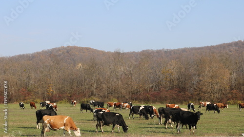 A herd of cows grazing in an open field against a forest backdrop. Farm cows grazing freely during the off-season. Cows grazing in a farm field on a sunny day. Free-range farm animals.