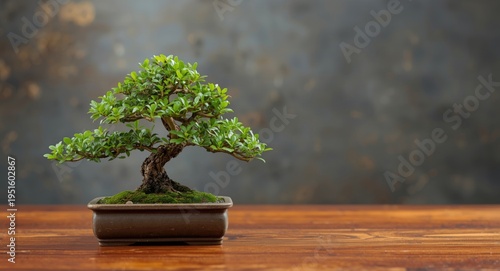 Mini bonsai tree positioned...