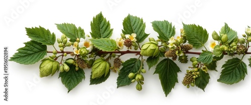 Isolated green hop branch d...