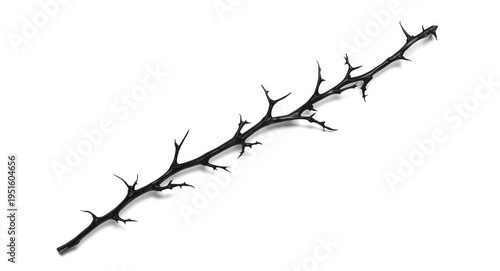 Iconic blackthorn thorn bra...