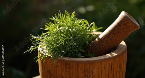 Garden sunlight illuminatin...