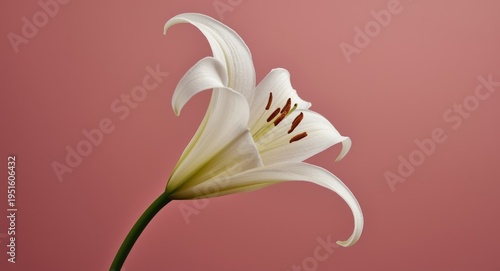 Macro close-up of white lil...