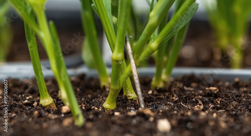 Green plant stems with prun...