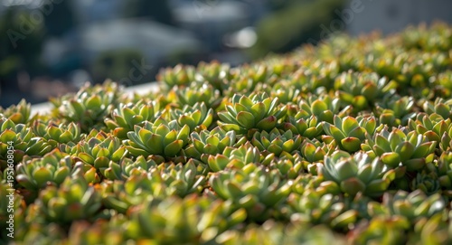 Healthy growth of rooftop h...