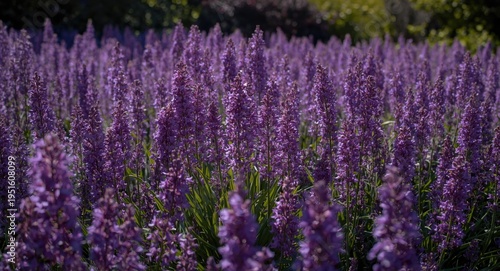 Beautiful violet blossoms s...