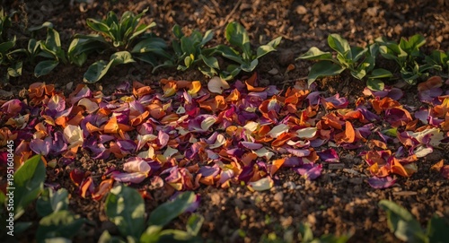 Mixed petals spread on soil...