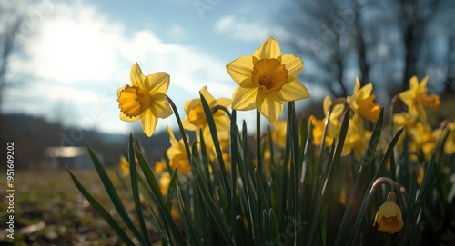 Golden daffodil blooms bask...