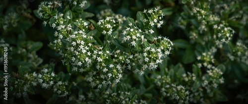 Silver Queen variety of Thy...
