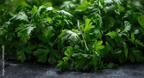 Natural cilantro leaves fre...