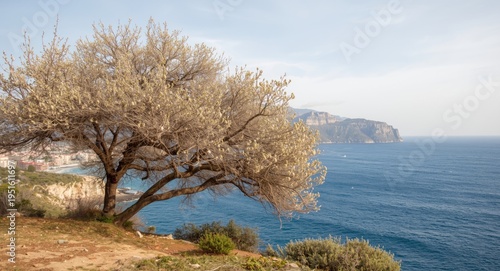 Almond tree near ocean shor...