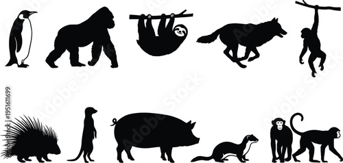 Wild animal silhouettes set, collection of zoo and forest mammals and birds isolated on white background, black vector illustration bundle