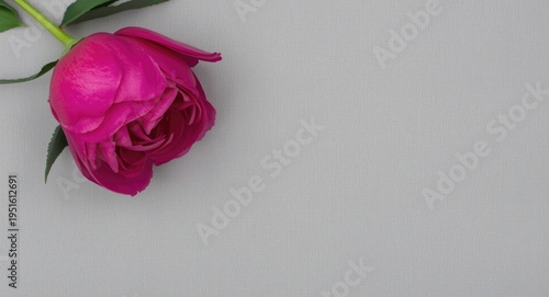 Flat lay of vivid pink peon...