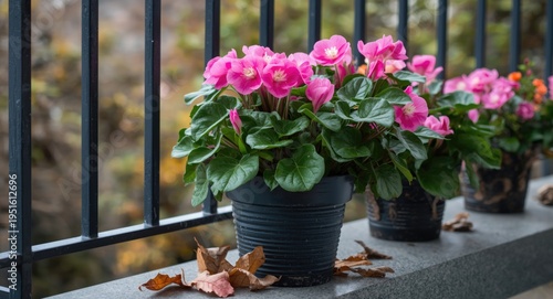 Potted pink pelargonium flo...