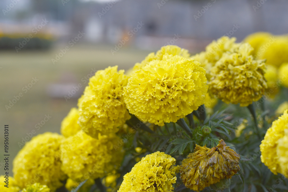Obraz premium Bright Yellow marigold flower blossom in garden, Bright Yellow Mari Gold flowers for decorate garden, Close up of beautiful Yellow marigold flower. Nature, Marigold flowers bloom in the morning, Mari