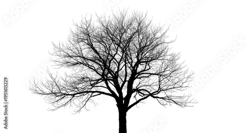 Silhouette of a bare tree w...