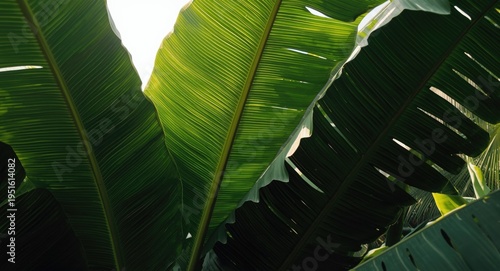 Grouped banana palm leaves ...