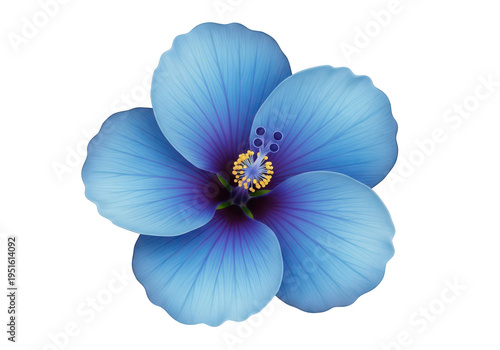A serene blue hibiscus flower blooming against a white background