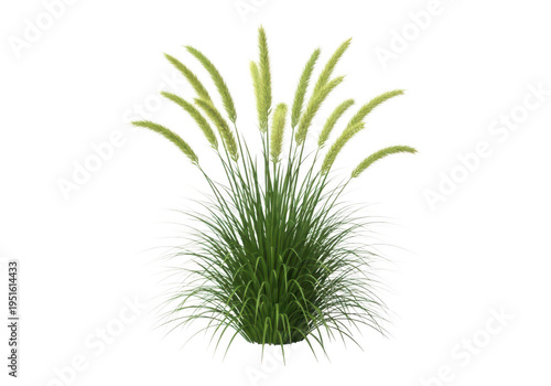 A lush green plant with long, slender leaves growing from a small pot
